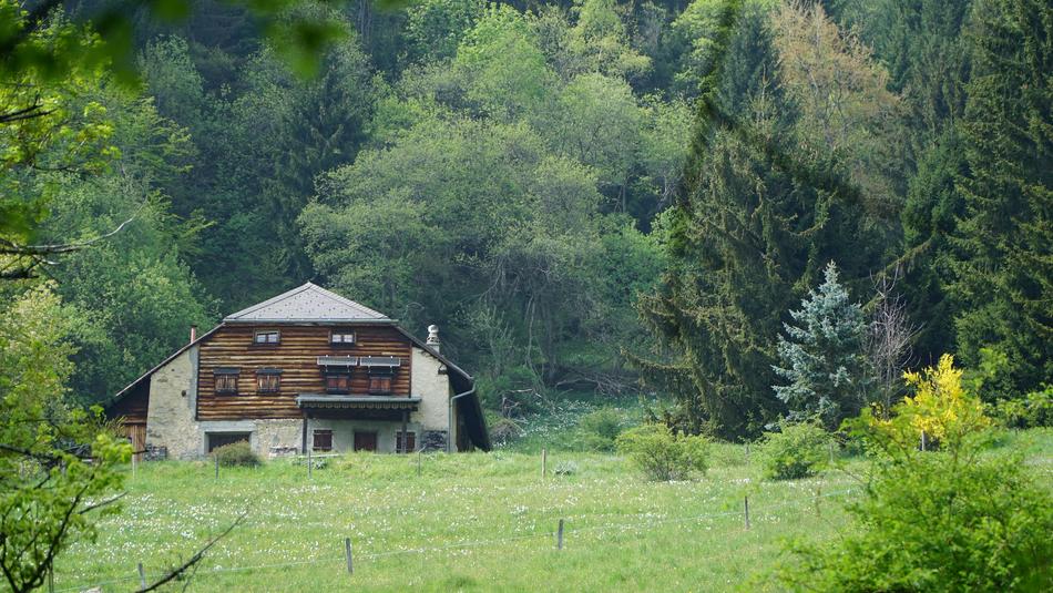 Hut Alm Meadow