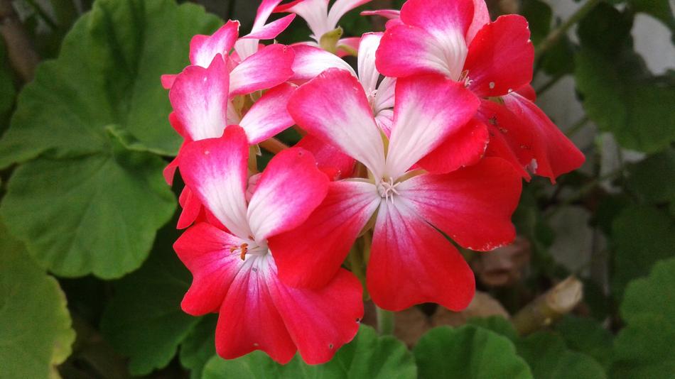 Nature Flower Plant
