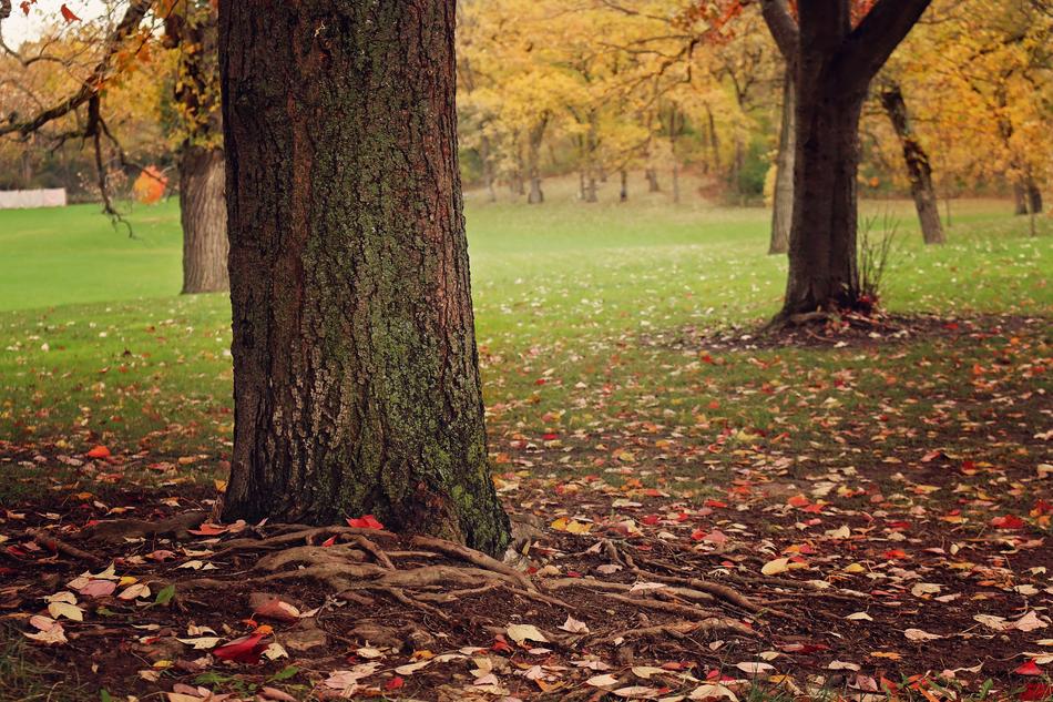 Fall Tree Leaf