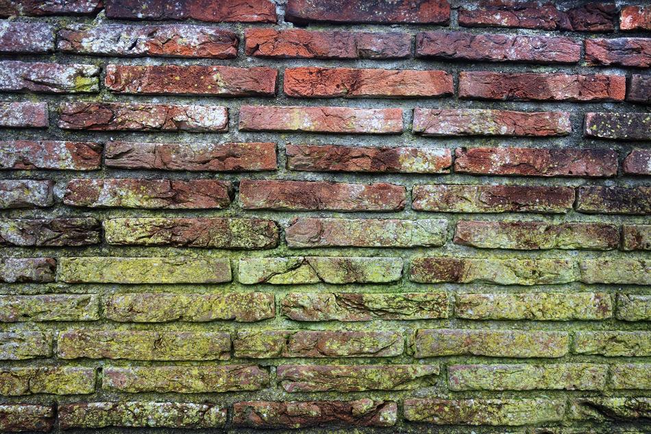 Brick Wall Mold Moldy