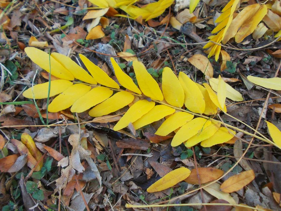 Nature Leaves