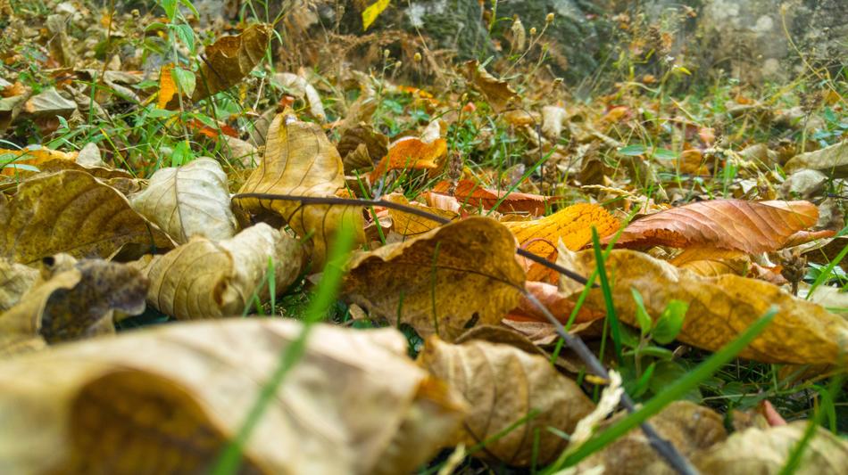 fall dry leaves in the grass
