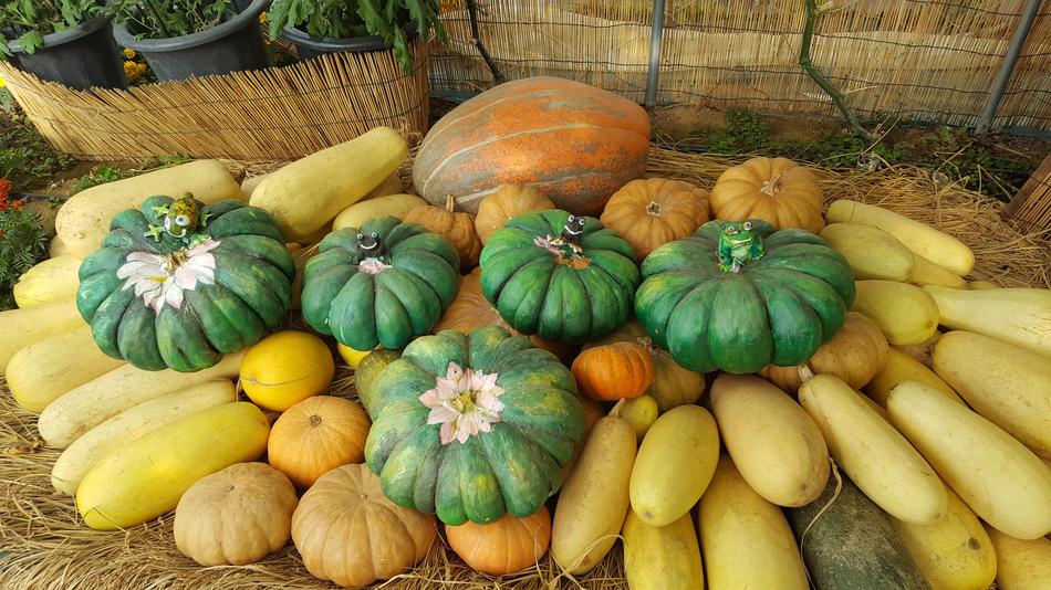 colored fruits and vegetables harvest