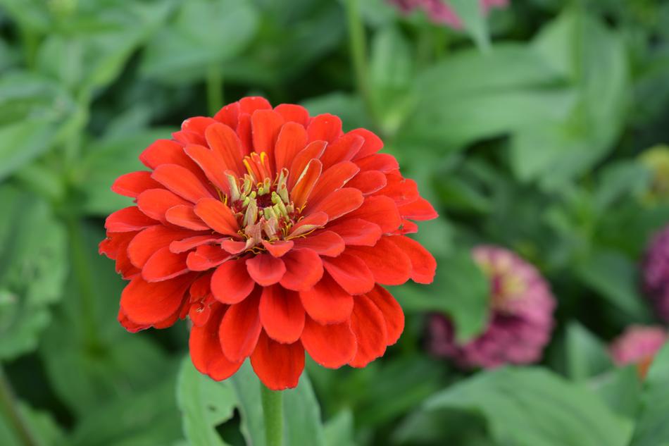 Nature Flower Plant