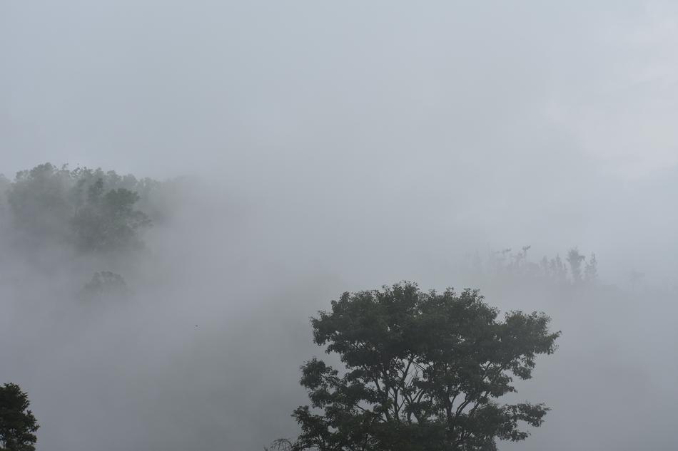 Fog Nature