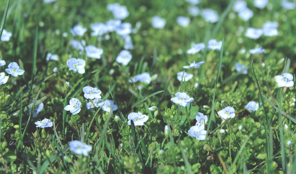 Flowers Of The Field Spring