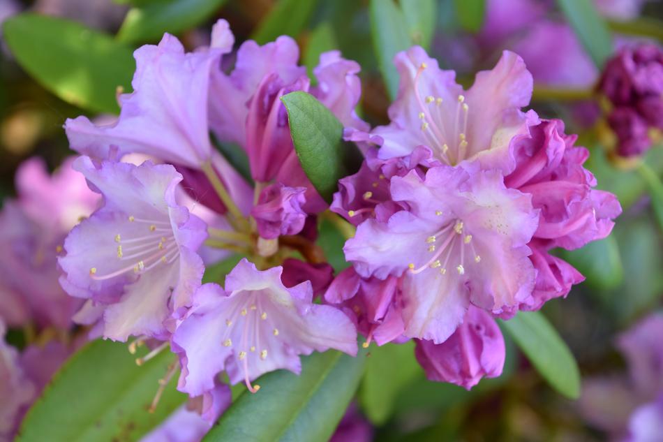 Flower Flowering Nature
