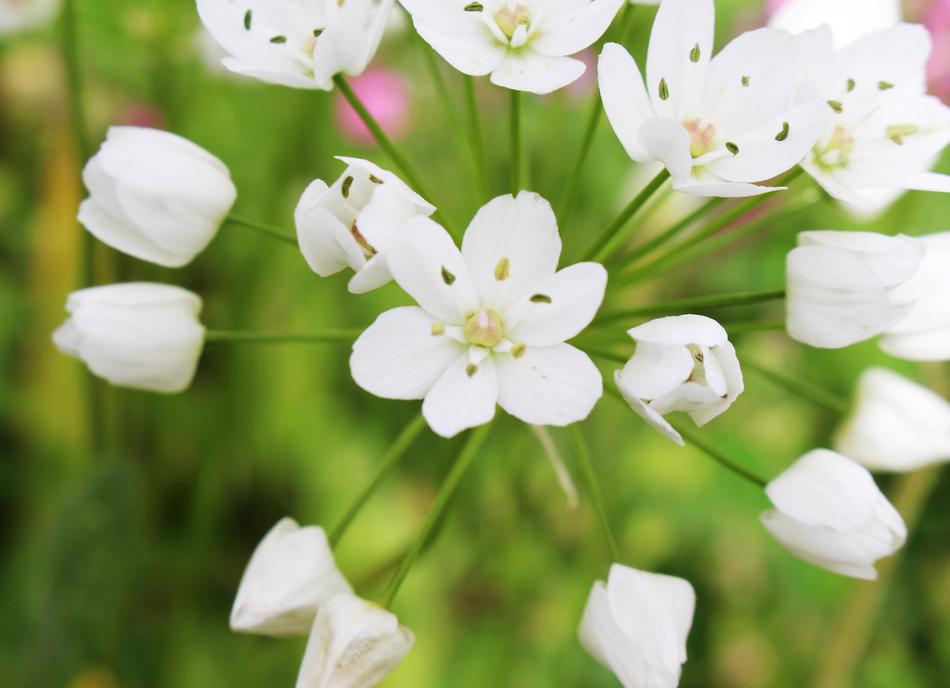 white flowers on a stem in the garden