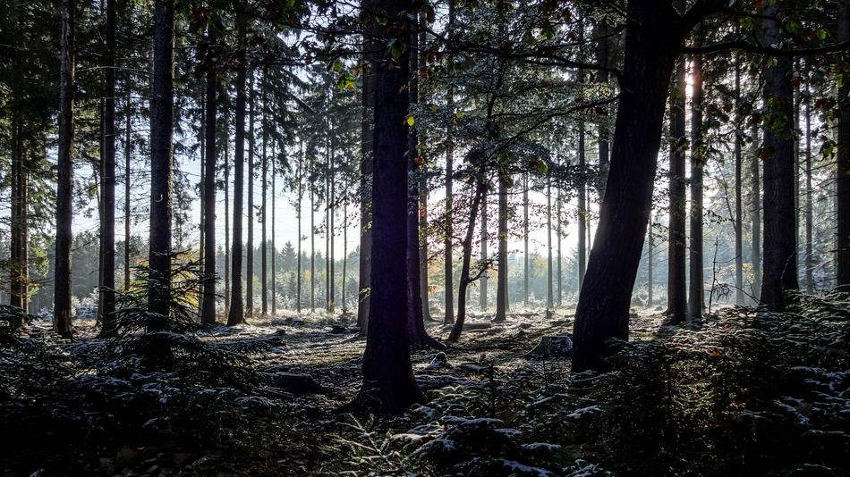 beautiful forest in the shade