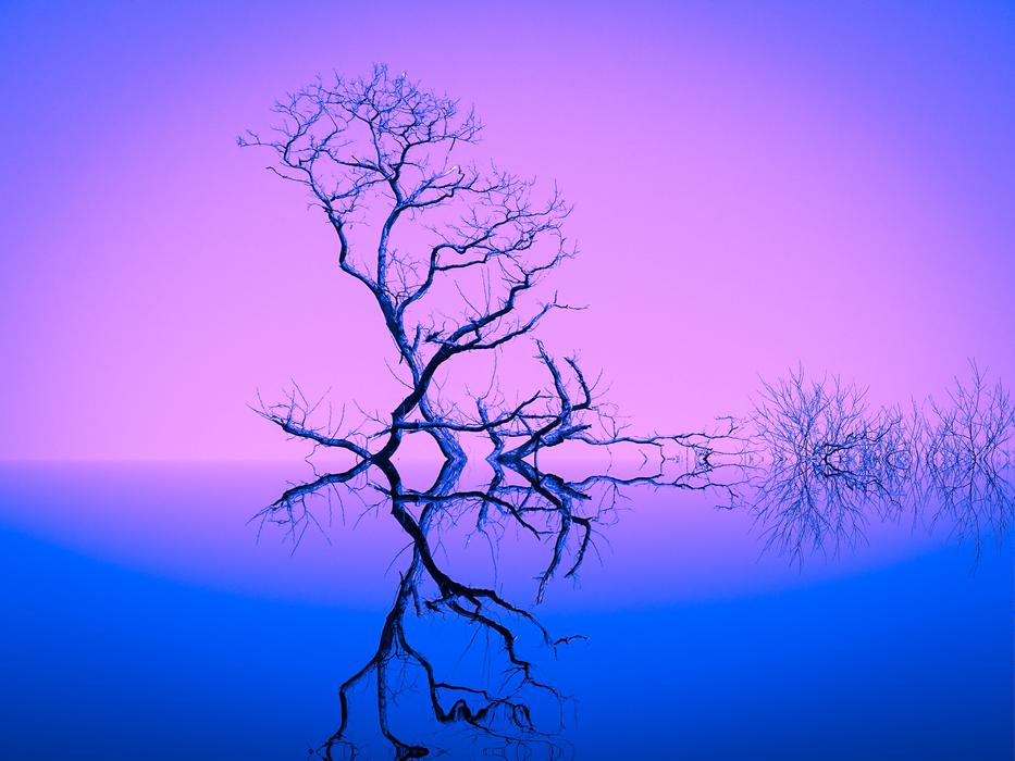 Nature Inspiration Trees