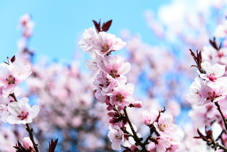 Flower Cherry Branch