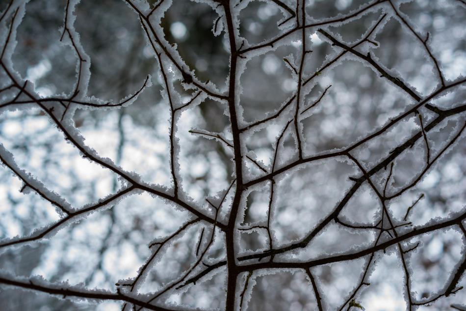 Winter Frost Snow