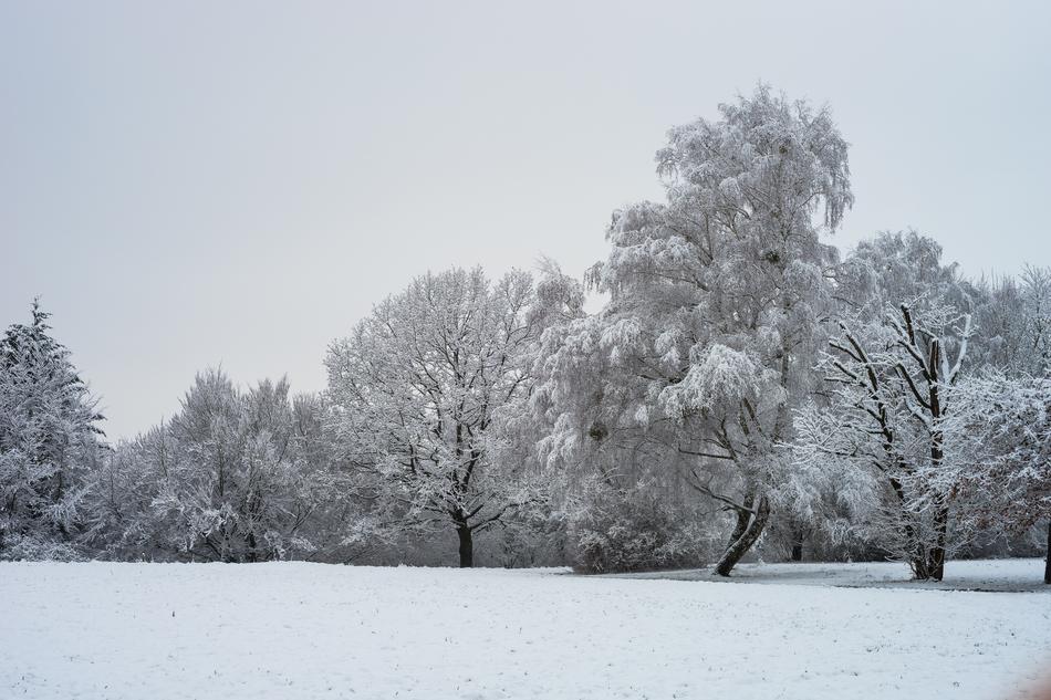 Winter Snow Frost