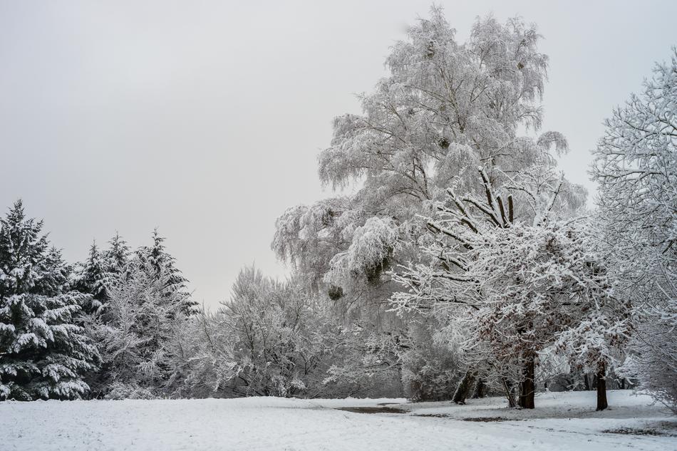 Winter Snow Frost