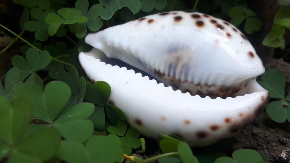 the shell is white twisted