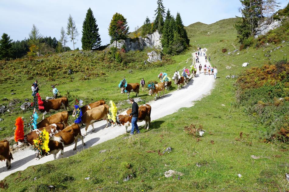 Alm Austria Wilder