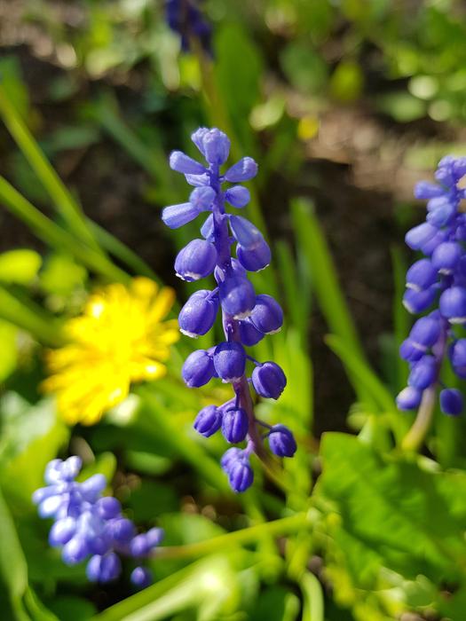 Flowers Purple