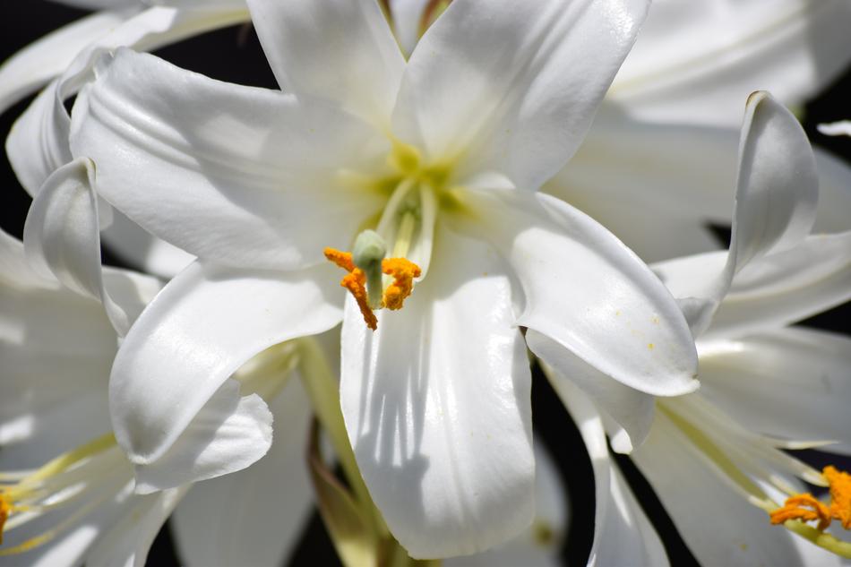 Flower Nature Plant
