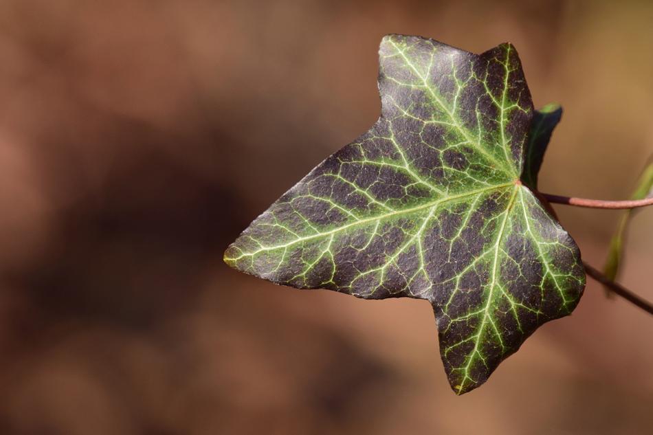 Ivy Close Up Light