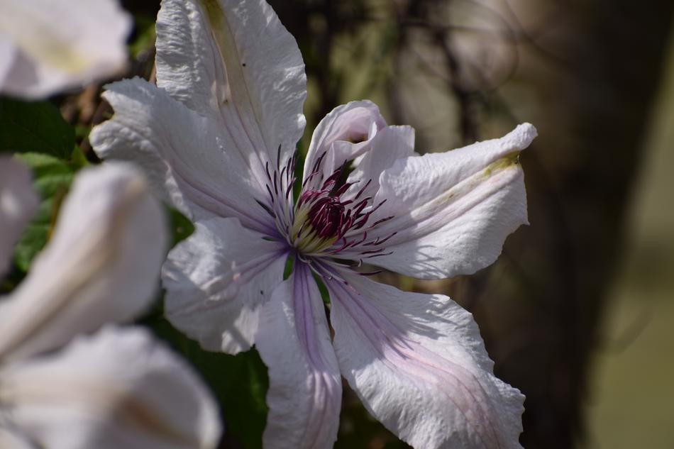 Nature Plant Sheet