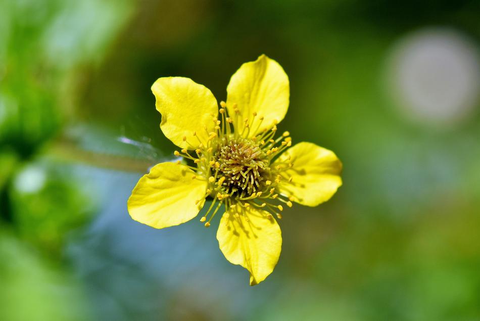 a small flower in the green grass landscape