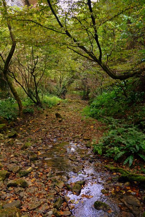 Excursion Forest Val Borago