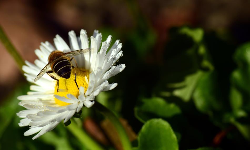 a small bee on a white flower in the forest