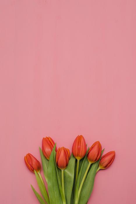 Flower Nature Tulip Leaf
