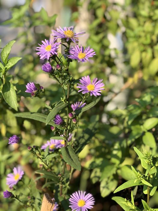 Nature Flower Flora