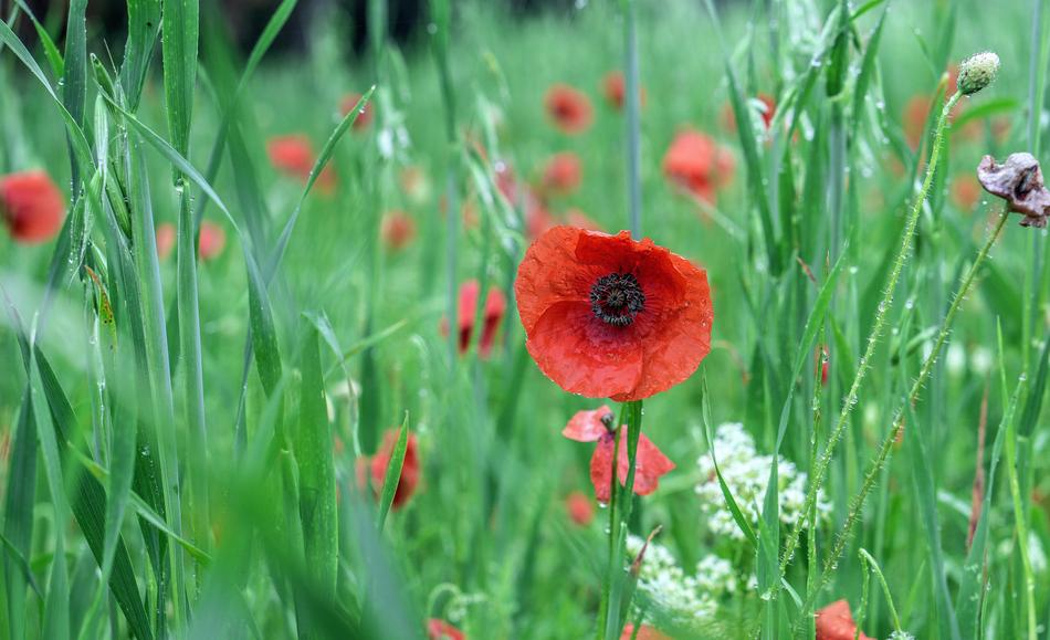 Poppies Red Wild Flowers
