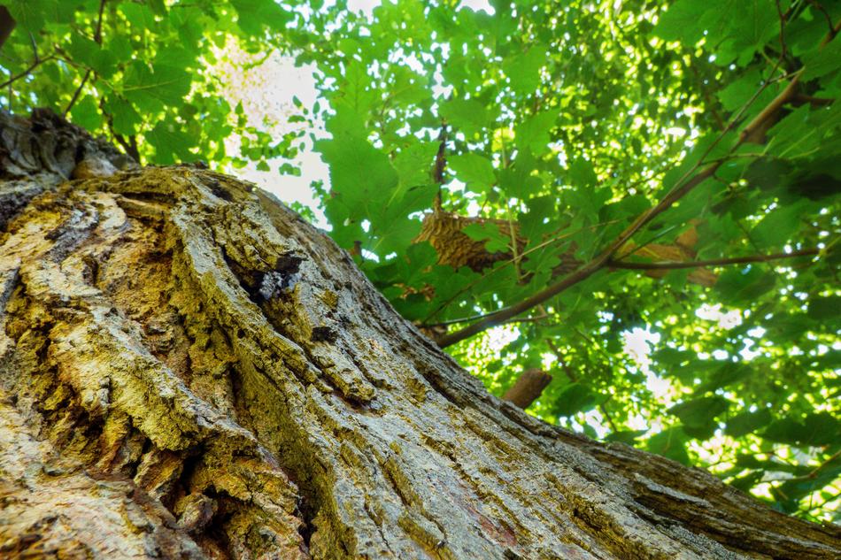 Macro Tree Nature