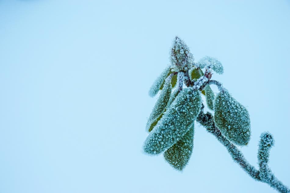 Nature Plant Winter