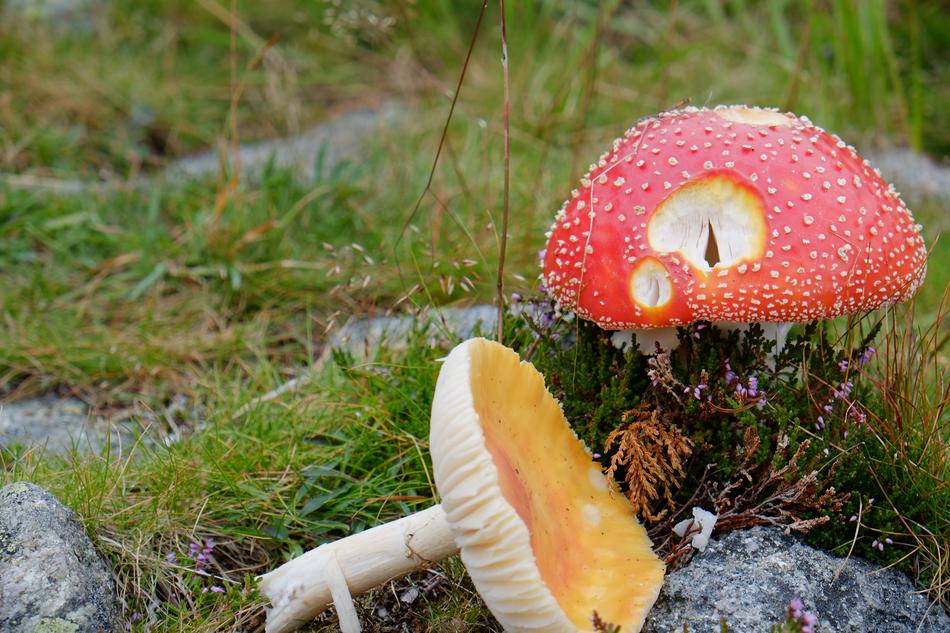 Nature Fungus Mushroom