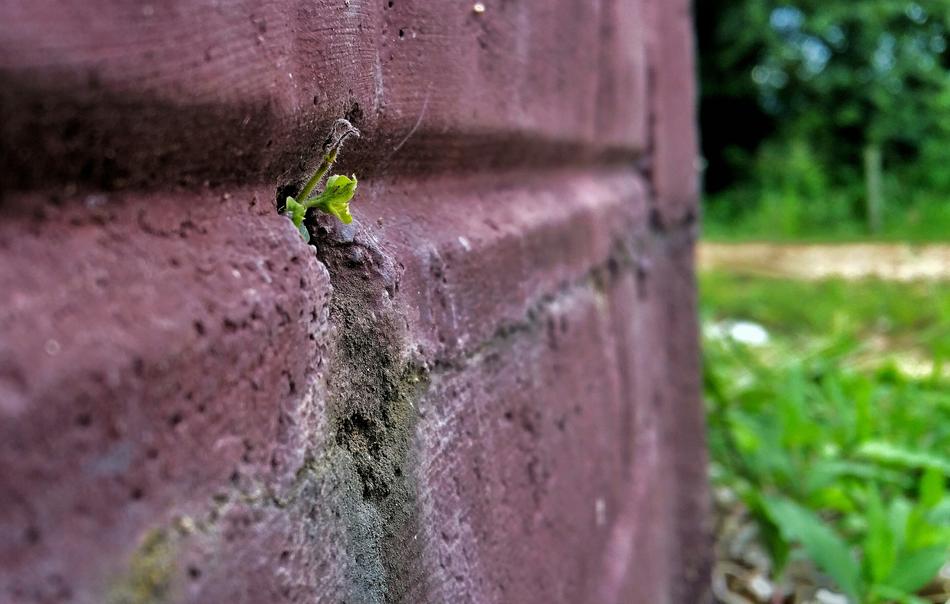 Plant Macro