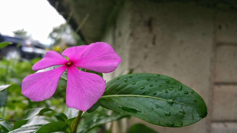 Flower Wall Concrete