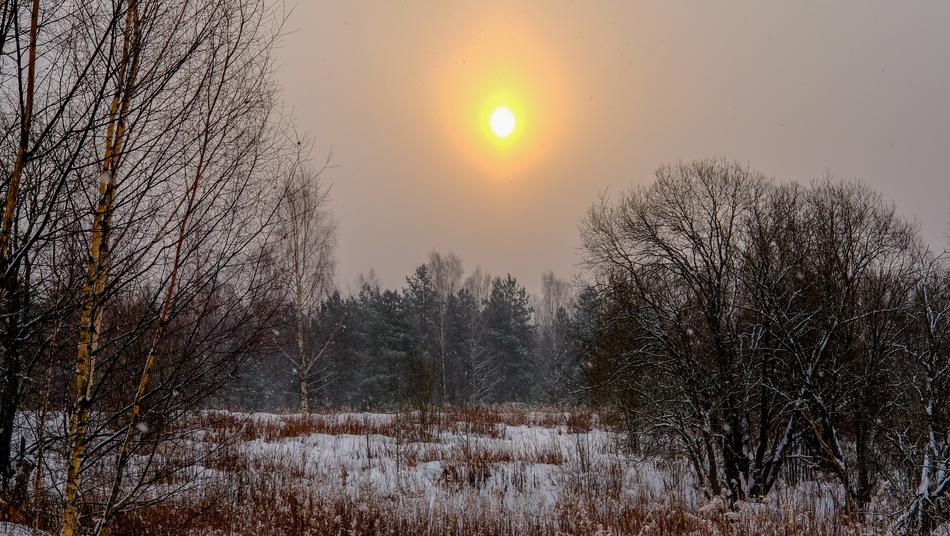 Tree Dawn Winter