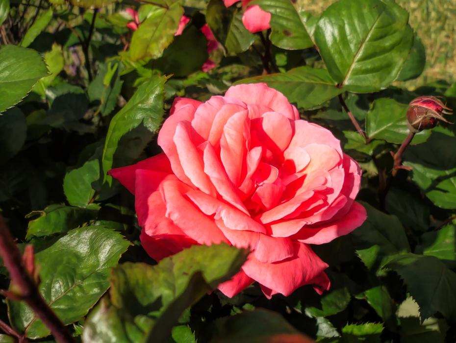 Flower Flora Pink