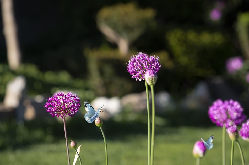 summer flowers park