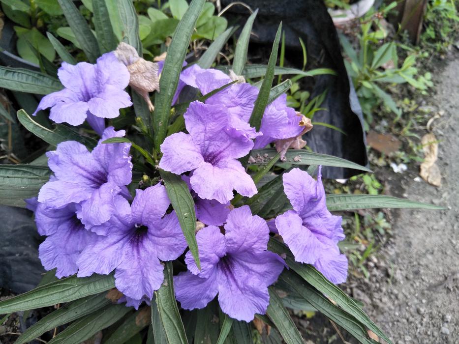 Flowers Plant