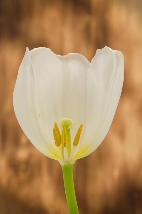 Tulip Blossom Bloom