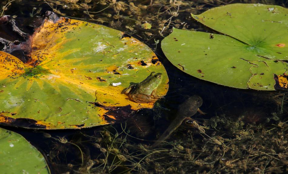 Nature Leaf Plant