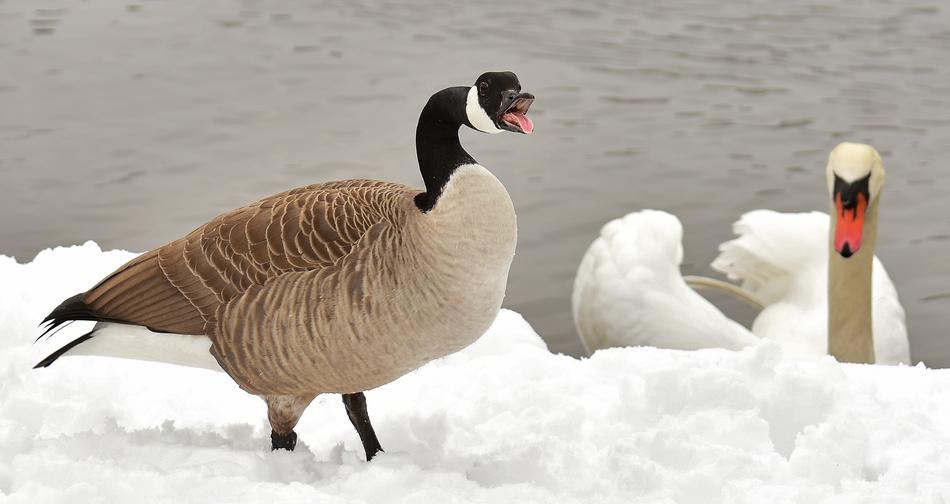 Goose Swan Waterfowl
