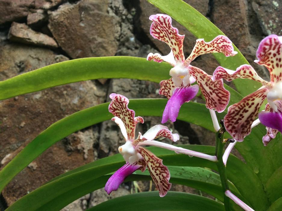 Orchid Flower Wild