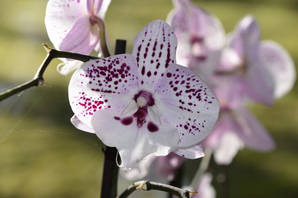 Flower Nature Plant