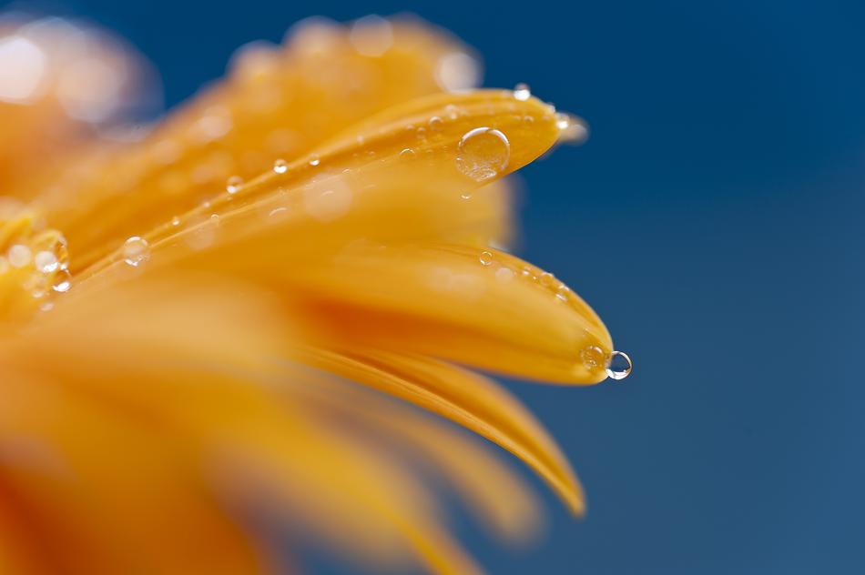 orange flower in water drops on the sky background