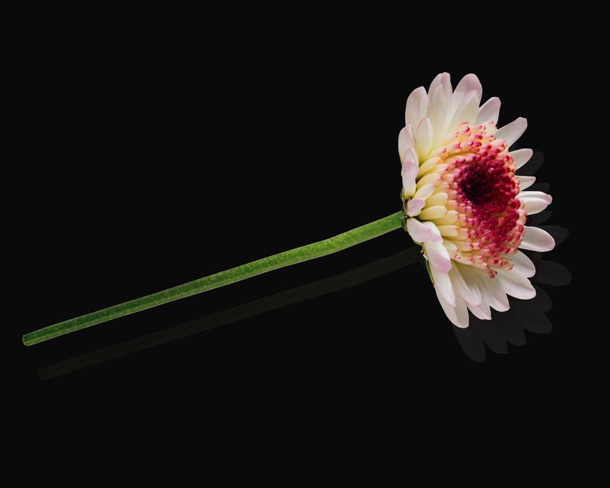 Flower Nature Plant