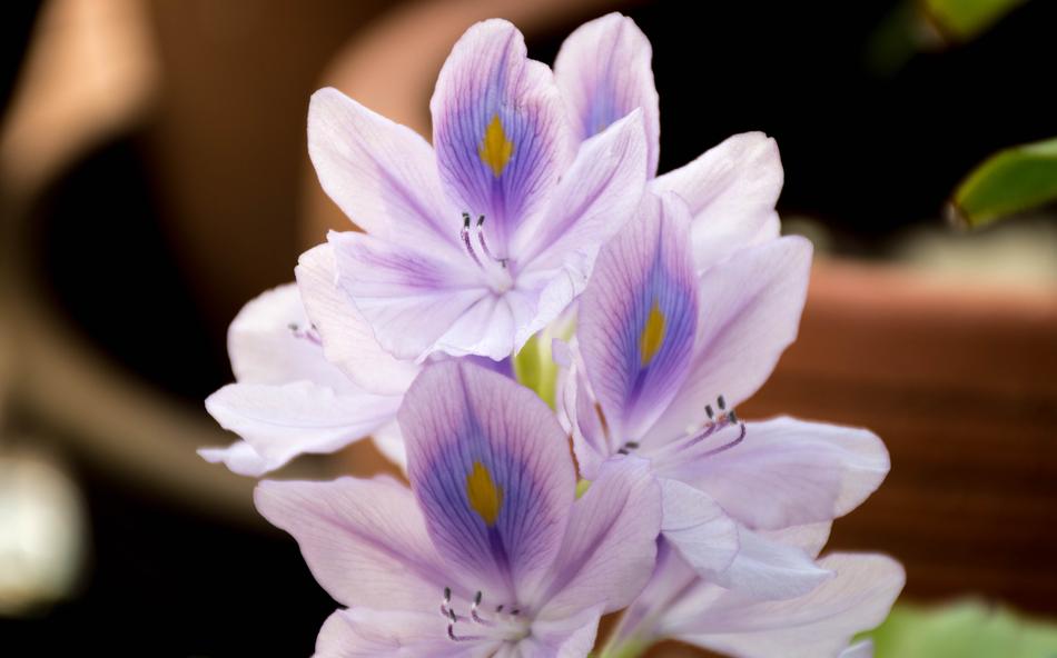 Orchid Purple Lotus