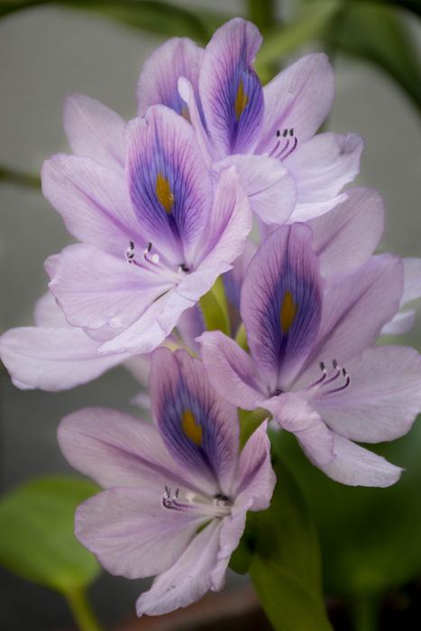purple flowers in the garden beautiful spring
