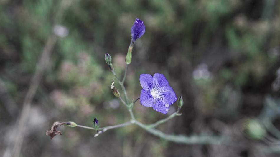 Flowers Blue Petals