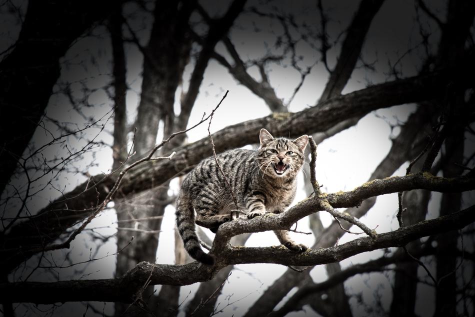 Nature Tree Animal